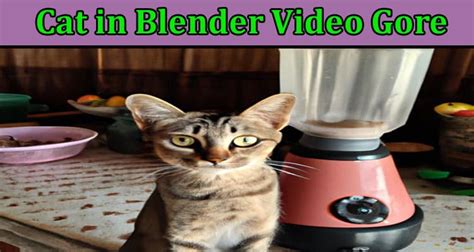 cat in the blender video gore|cat getting blended original video.